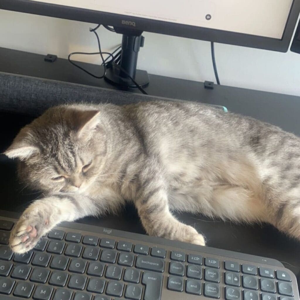 Chief Happiness Officer: Fluf